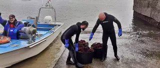 El erizo de mar pone alto el listón