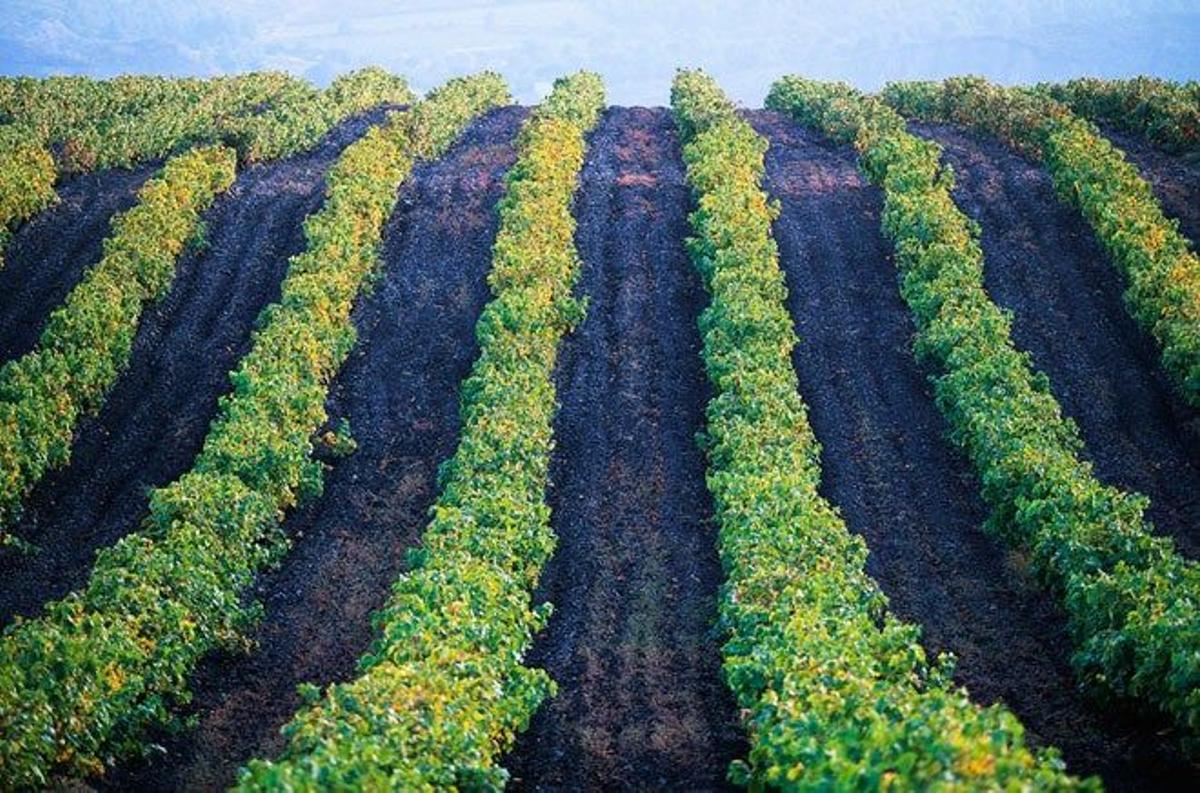 Los viñedos de Espira-de-l'Agly (Languedoc-Rosellón) crecen sobre un manto de arena volcánica.