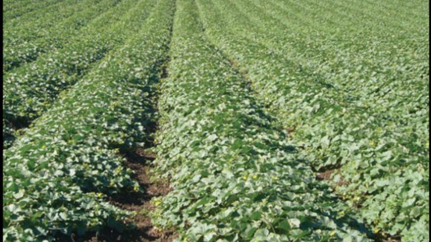 Un cultivo en Alhama