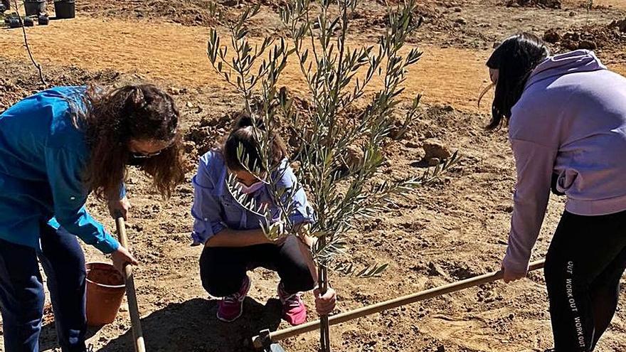 Tres adolescentes plantan un árbol en las eras de Malpique. | Cedida