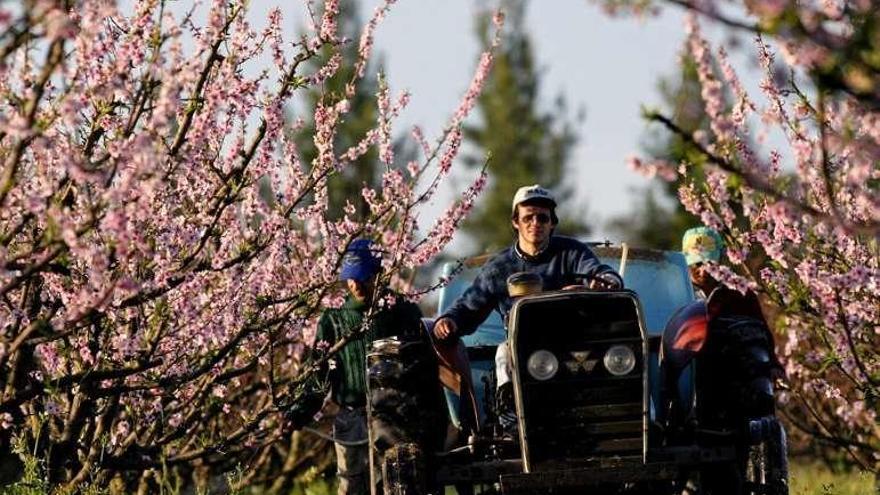 Un agricultor pasa con el tractor entre árboles frutales.