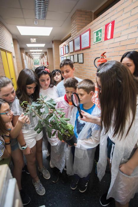 Cria de marietes al CEIP Sant Isidre, València