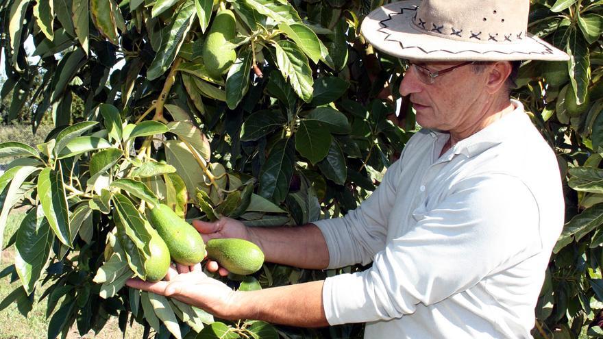 La C. Valenciana gana 1.000 hectáreas de aguacate y kiwi y pierde 1.600 de cítricos