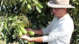 La C. Valenciana gana 1.000 hectáreas de aguacate y kiwi y pierde 1.600 de cítricos