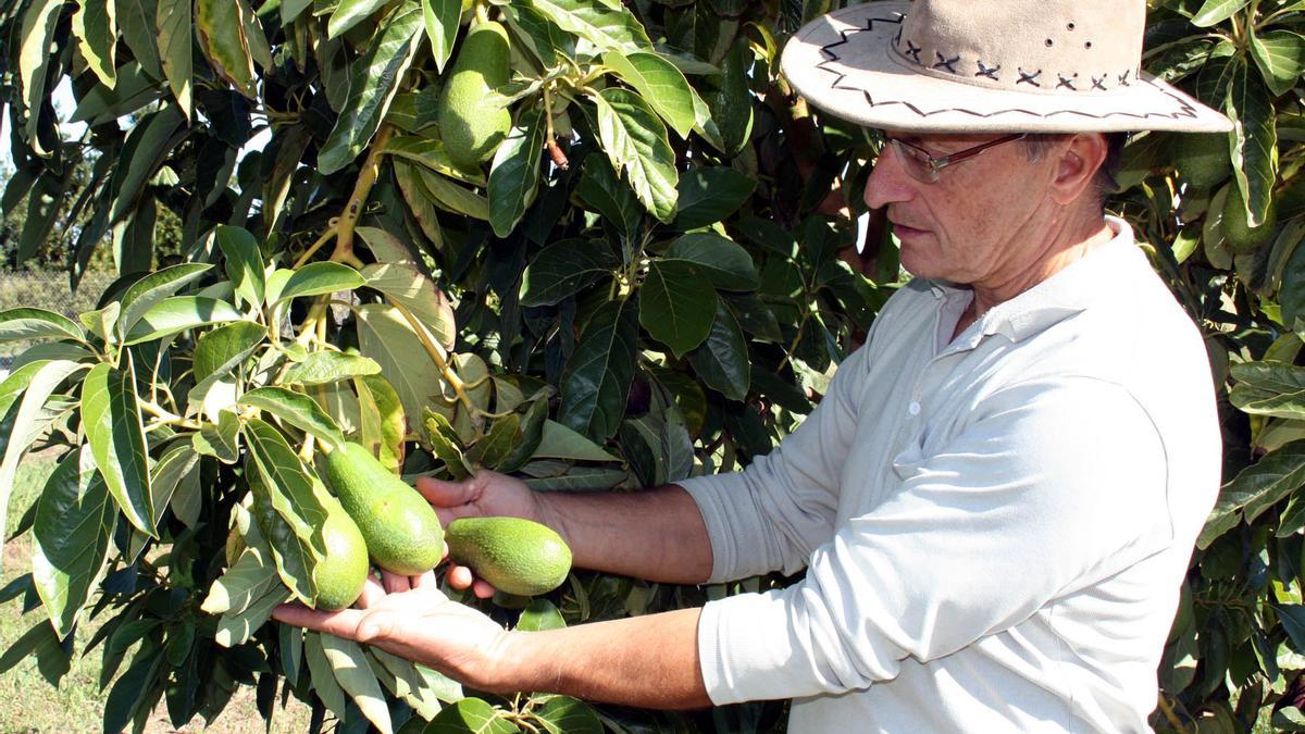 Un agricultor en un campo de aguacates de Borriana, en una imagen de archivo.