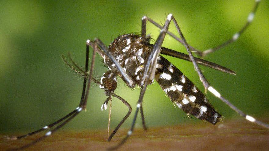 Los municipios de la provincia de Alicante afectados por el mosquito tigre