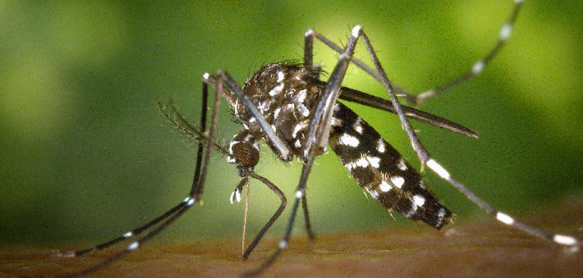 Los municipios de la provincia de Alicante afectados por el mosquito tigre