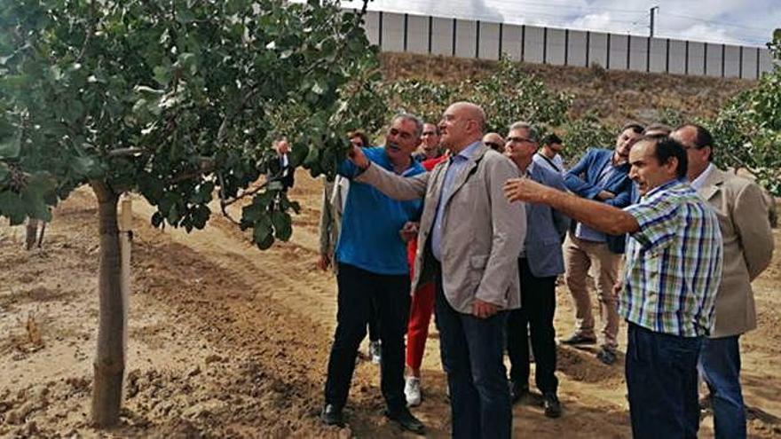 Autoridades y responsables de la cooperativa toresana comprueban el estado de maduración de los pistachos en una plantación.