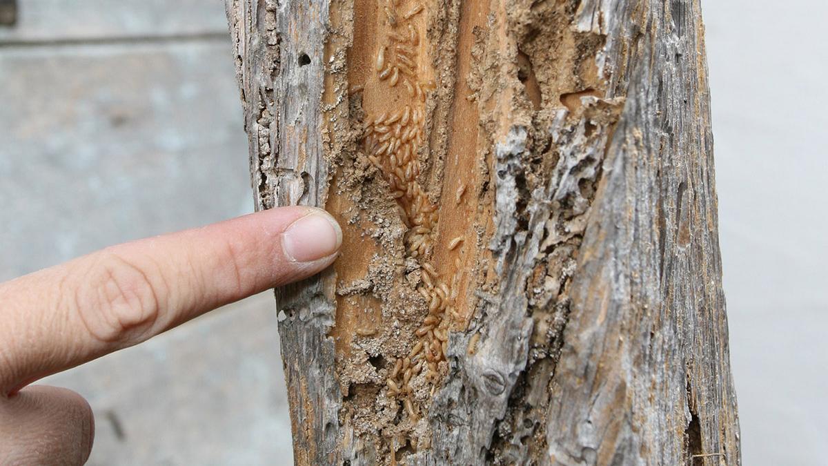 Aspecto que presenta la madera cuando ha sido invadida por las termitas.