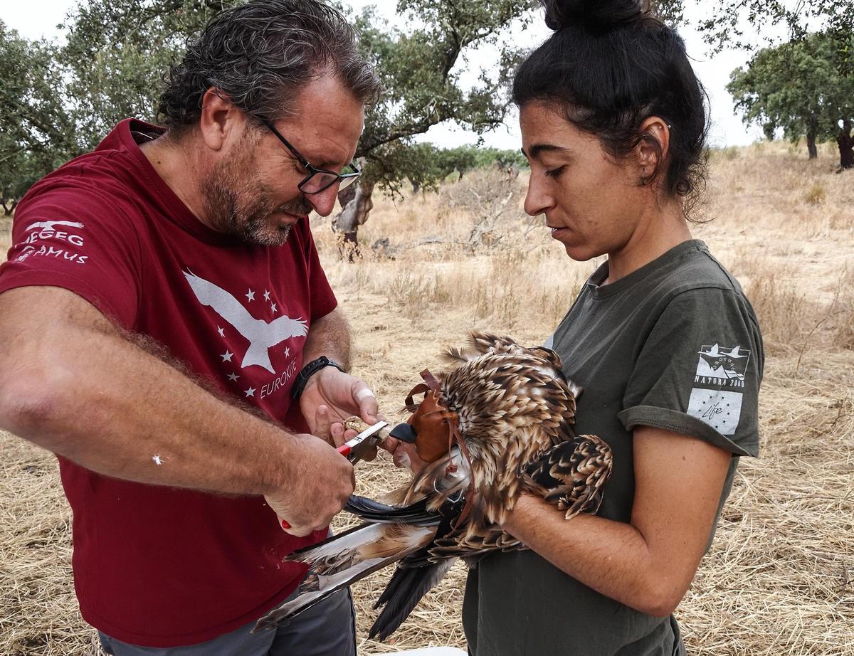 Miembros de AMUS con milanos reales.