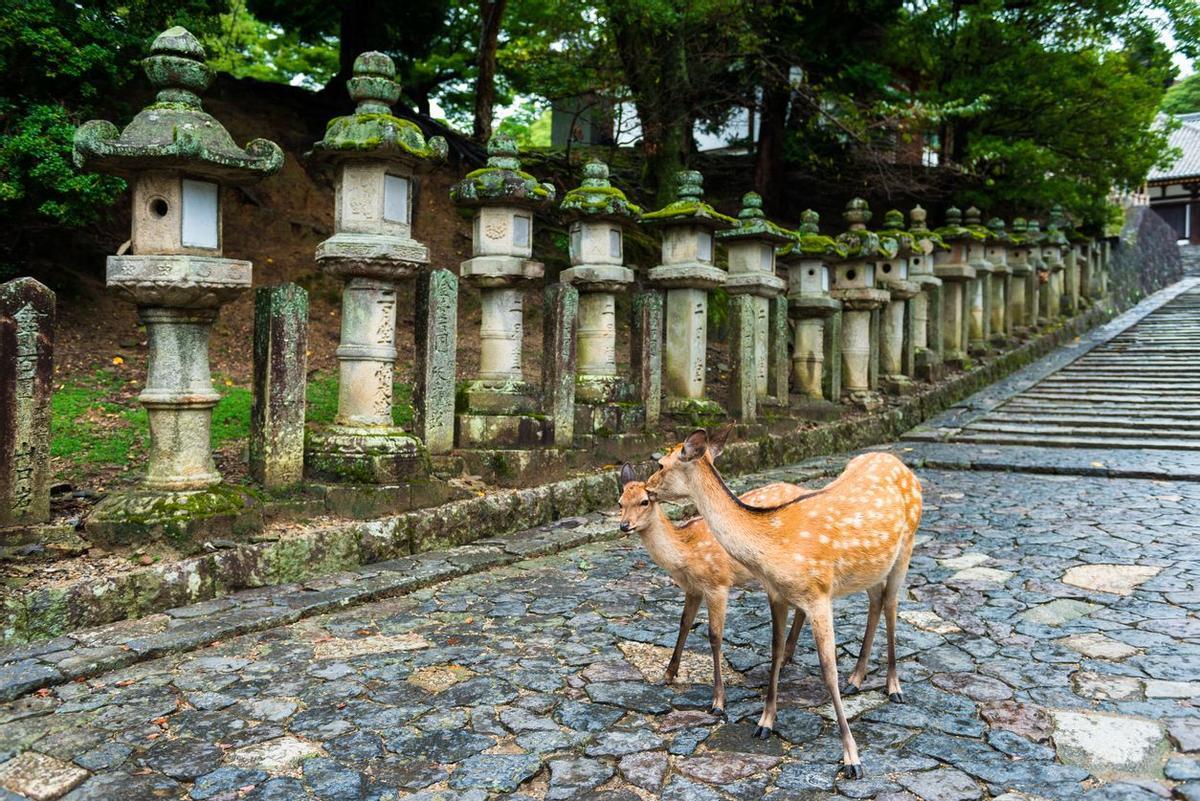 Parque de los ciervos de Nara Expedición VIAJAR a Japón