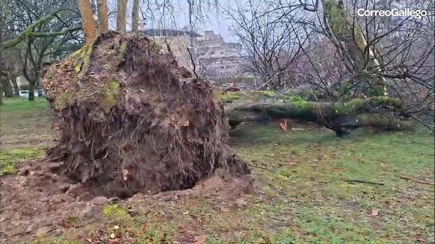 La fuerza del temporal arranca un árbol con 50 años de historia en el Campus Sur de Santiago