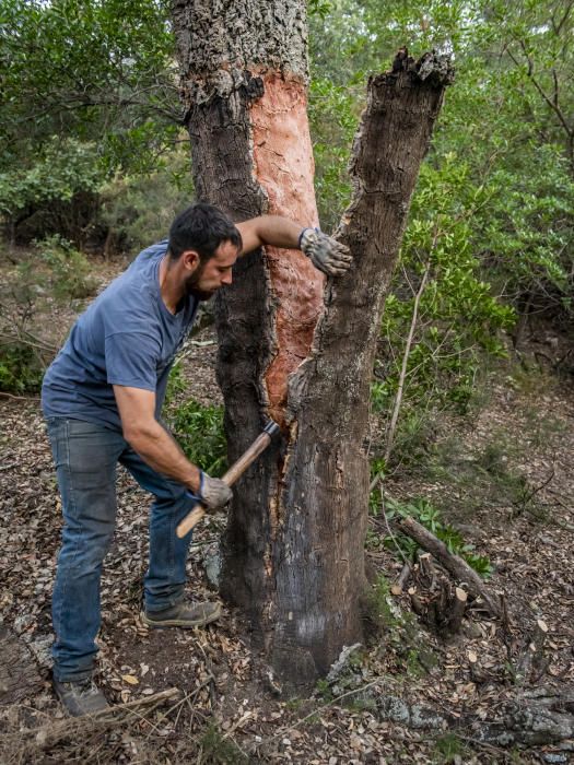 El suro, la pell més preuada del bosc de l''Albera