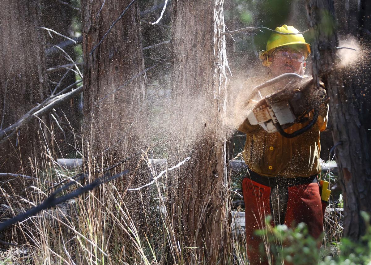 Los incendios forestales han destruido casi el 20 por ciento de todas las secuoyas gigantes en los últimos dos años en medio.