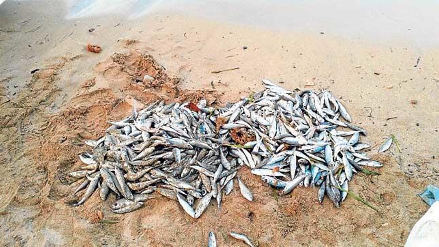 Aparecen peces muertos en Sóller