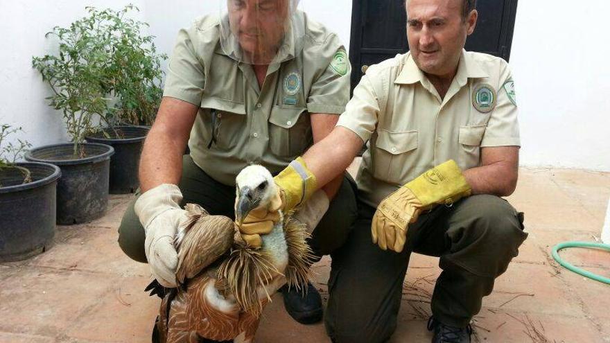 Rescatan dos buitres leonados en una azotea y un patio