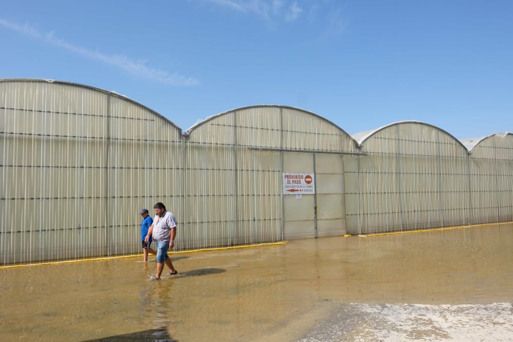 La peor parte de las consecuencias de la DANA se la llevan las hortalizas