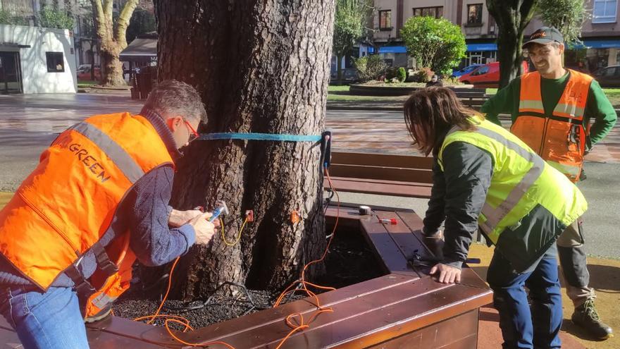 ¿Qué pasa, tronco?: estos son los parques asturianos en los que se usan &quot;ecógrafos&quot; para analizar la salud de los árboles