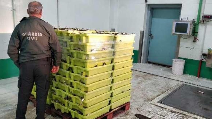 Un agente de la Guardia Civil con las cajas decomisadas.