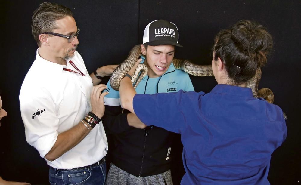 Mir se deja abrazar por una serpiente pitón en Australia