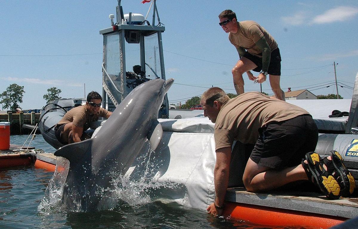 Entrenamiento de un delfín militar