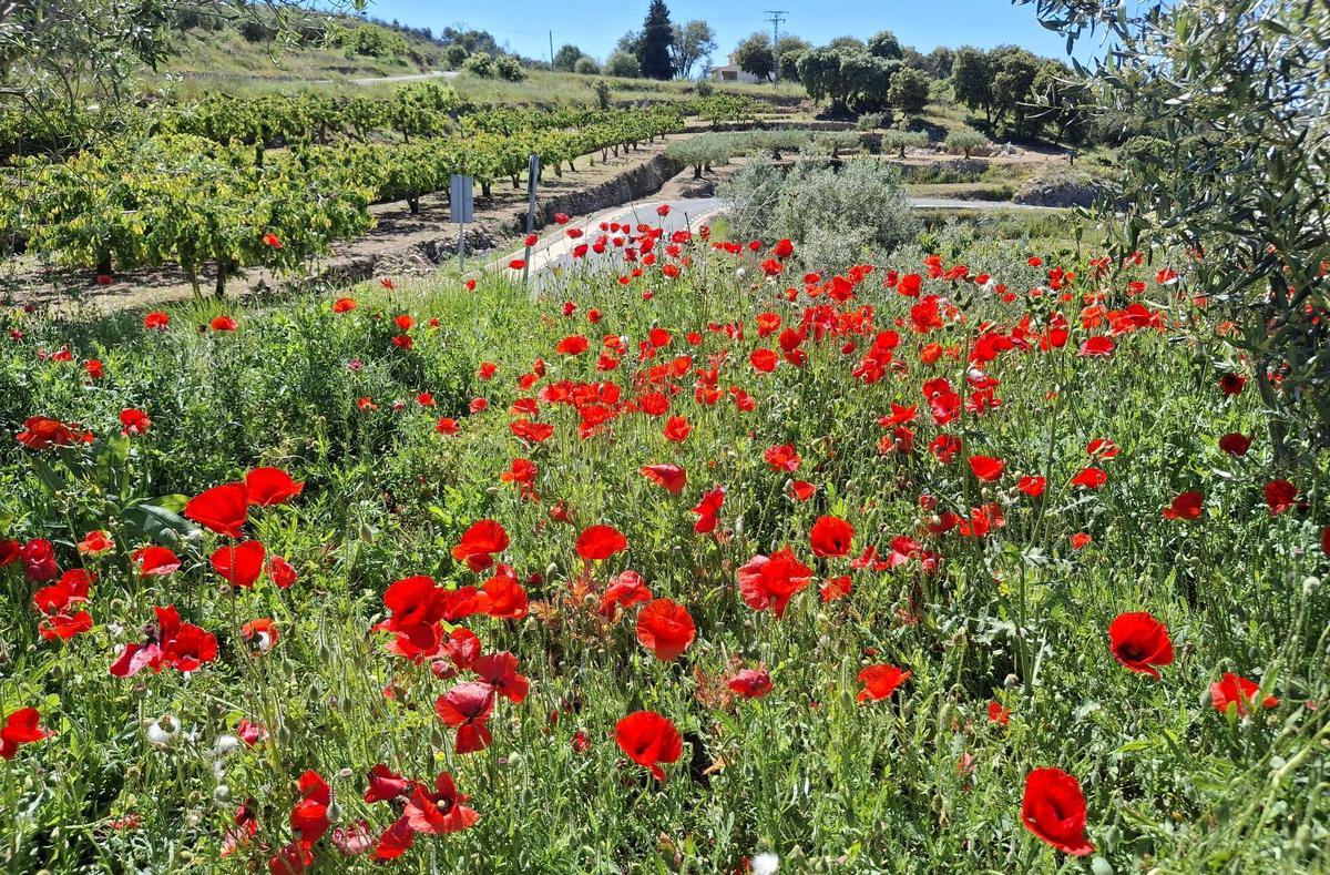 El herbazal moteado del rojo de las amapolas
