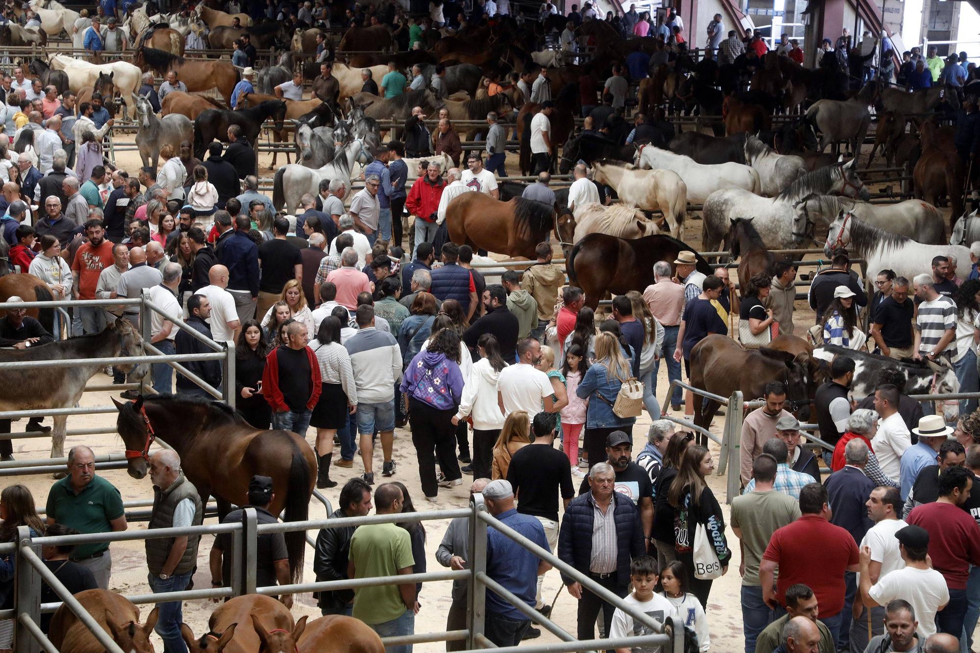 Fotogalería Día Grande de Galicia | Desfile de cabezudos, feira cabalar e alfombras do Apóstolo