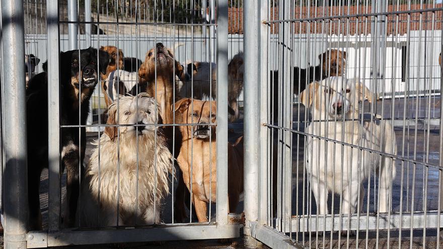 Algunos de los perros que se encuentran en la actualidad en las instalaciones de la protectora viguesa.