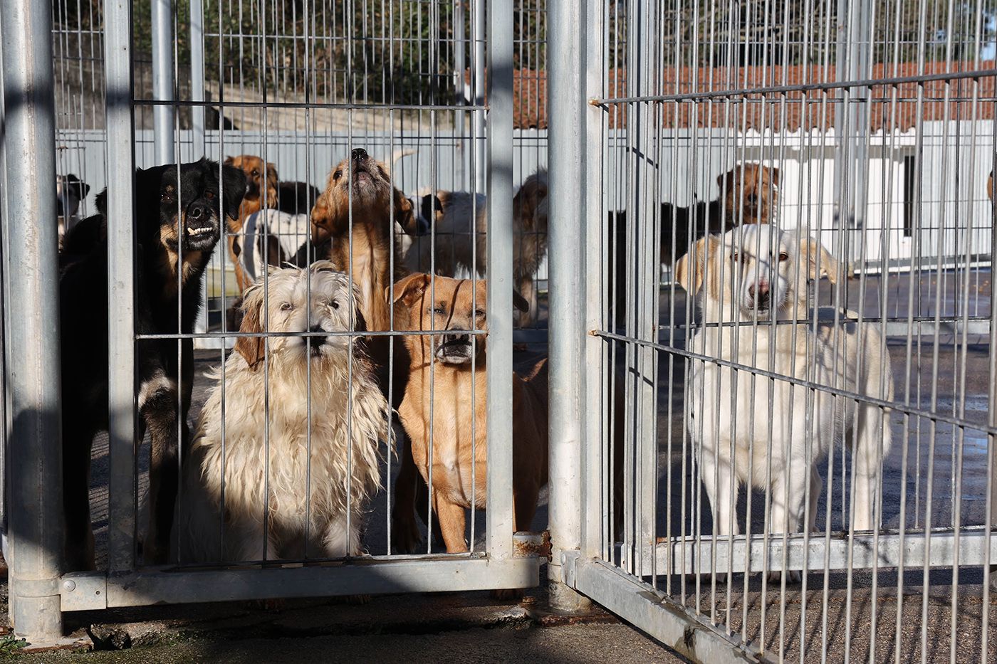 Algunos de los perros que se encuentran en la actualidad en las instalaciones de la protectora viguesa.  Alba Villar (2).jpg