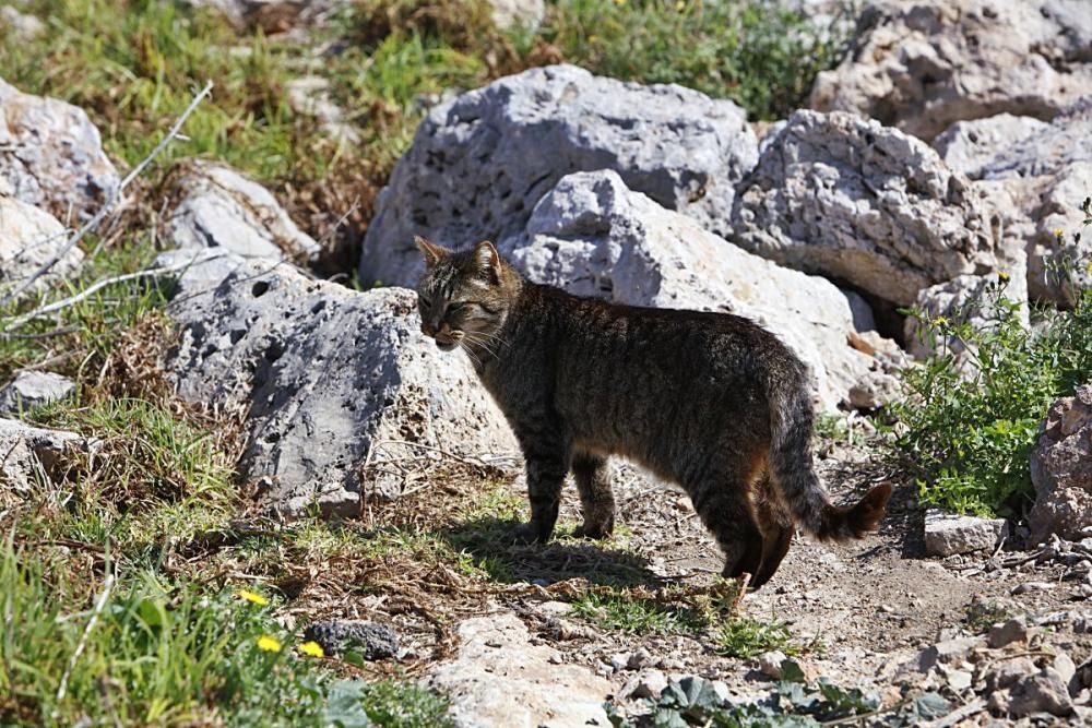 Die Katzen an Palmas Stadtstrand fristen ein trauriges Dasein.