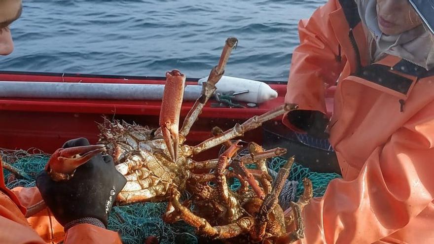 El centollo legal ya está en casa