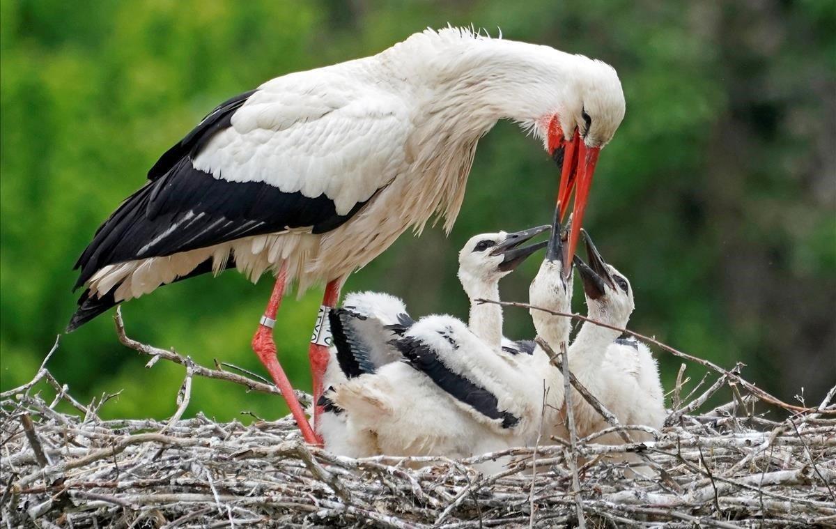 Una cigüeña blanca (Ciconia ciconia) alimenta a sus crías este lunes en el parque de animales en Linkenheim-Hochstetten, Alemania.