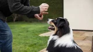 Así será el examen para perros de la nueva Ley de Bienestar Animal