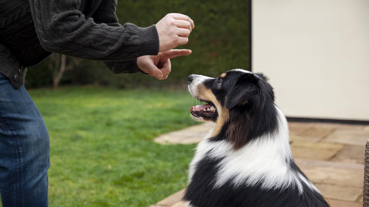 CURSO PARA TENER PERRO | Así será el examen para perros de la nueva Ley de Bienestar Animal