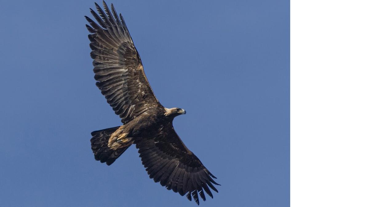 Águila real en vuelo