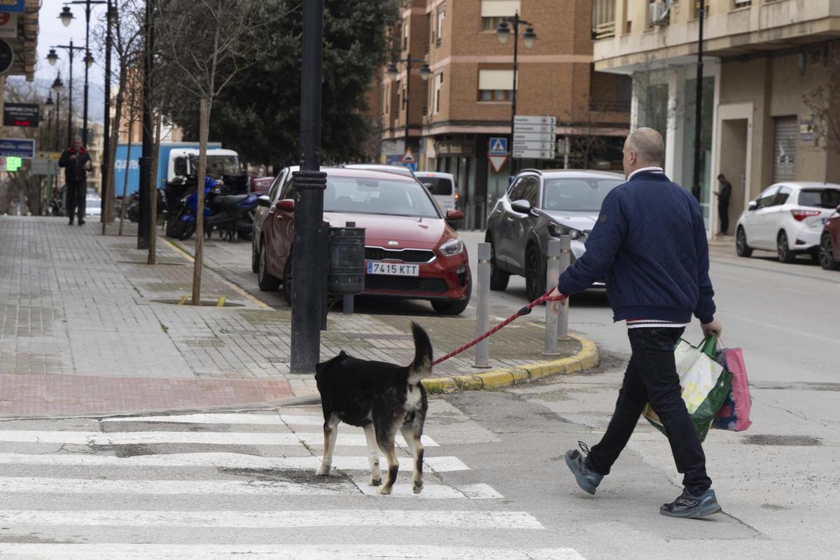 Más de 12.000 mascotas en Ontinyent Más de 12.000 mascotas en Ontinyent