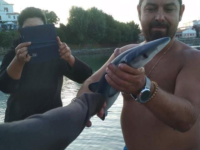 Un tiburón azul sorprende a los bañistas en Marín