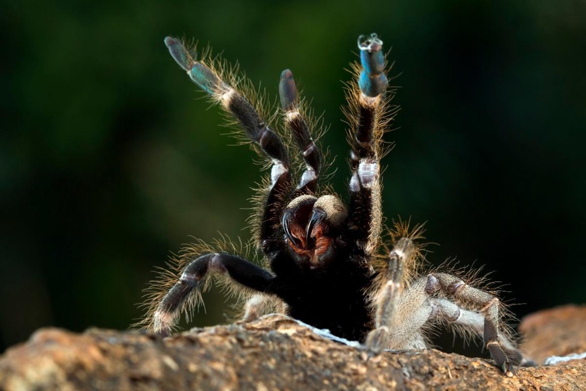 Tarantula Pelo Rizado