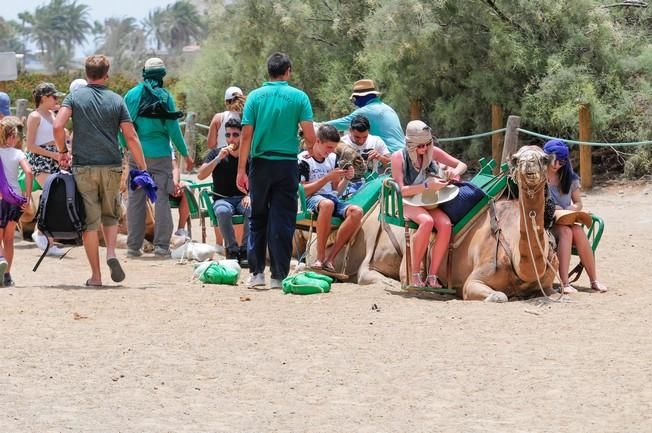 Reportaje excursiones con camellos en las Dunas ...