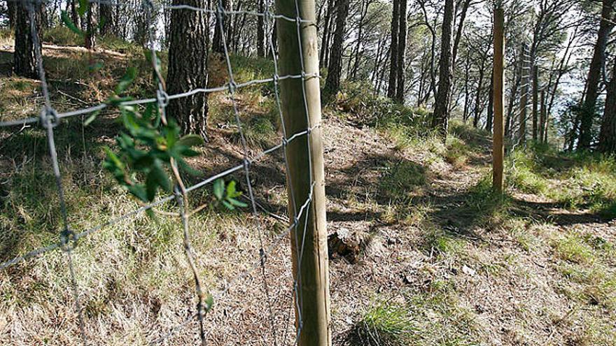 La tanca s&#039;ha tallat netament entre pal i pal per tres punts dels 300 metres de longitud que té.