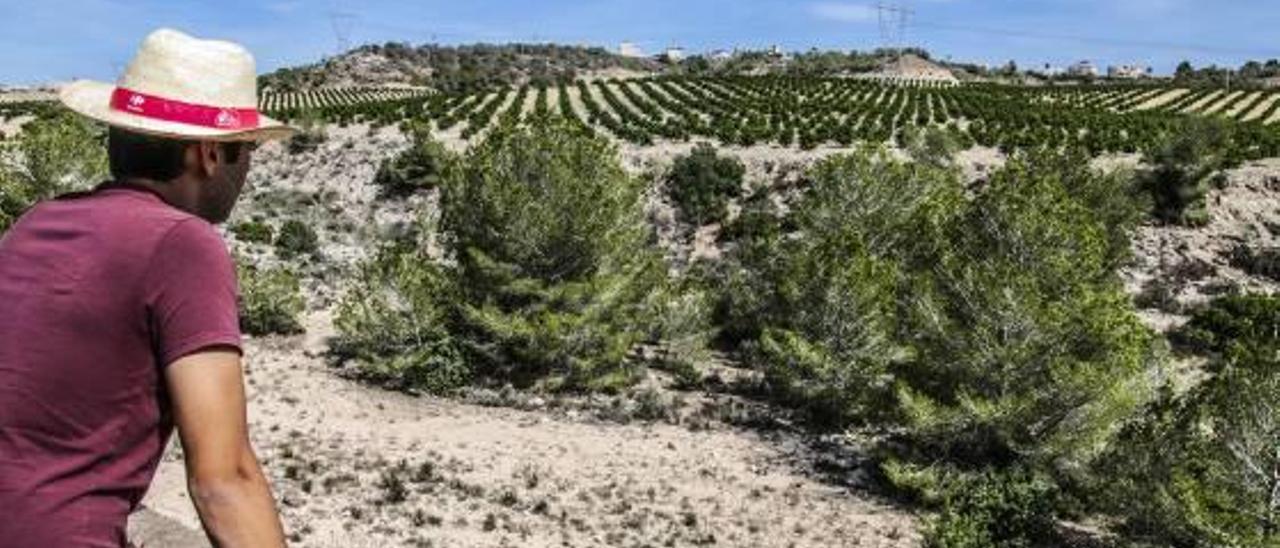 Agricultores del Trasvase piden el  agua depurada de Orihuela que usa el riego tradicional