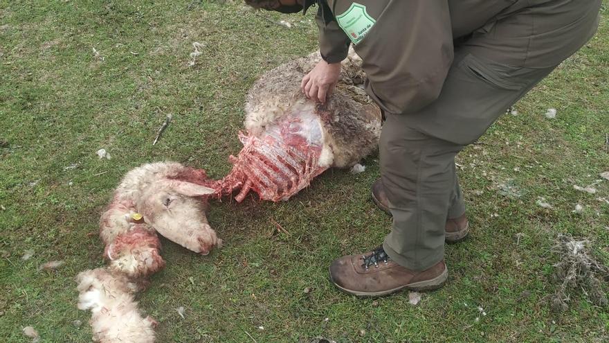 Una de las ovejas atacadas por el lobo en Molacillos.