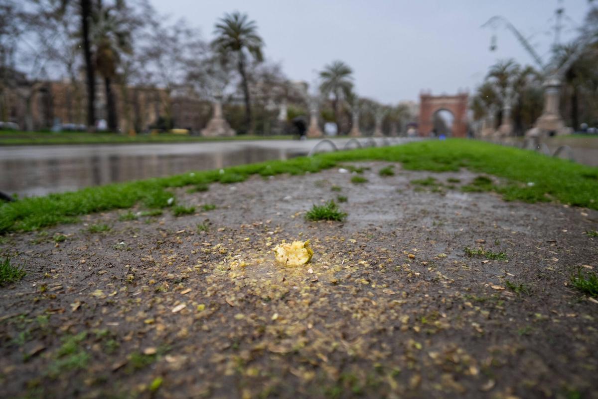 BARCELONA 21/03/2025 Barcelona. Insòlita proliferacion de pipas por tierra del tramo bajo de Pg Lluís Companys. FOTO de ZOWY VOETEN
