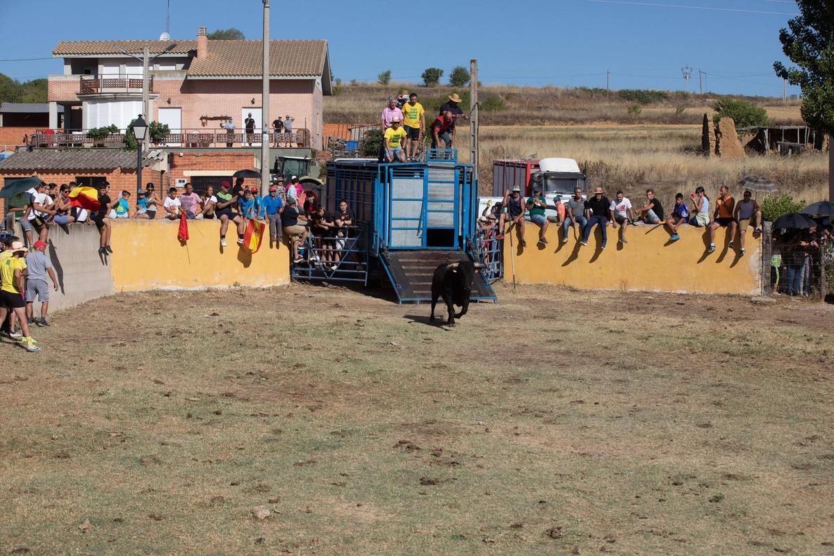 GALERÍA | Venialbo vibra con el encierro mixto de sus fiestas GALERÍA | Venialbo vibra con el encierro mixto de sus fiestas