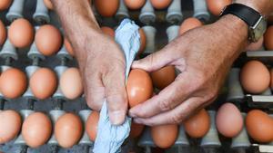zentauroepp39656696 a worker cleans an egg in a the poultry farm in hesbaye regi170812125523