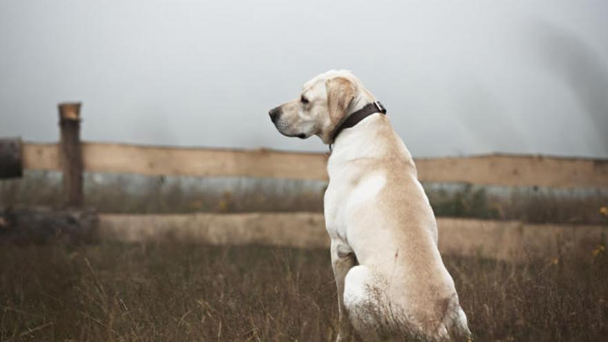 La increíble historia de un perro que esperó cuatro años en el mismo lugar donde perdió a su dueño