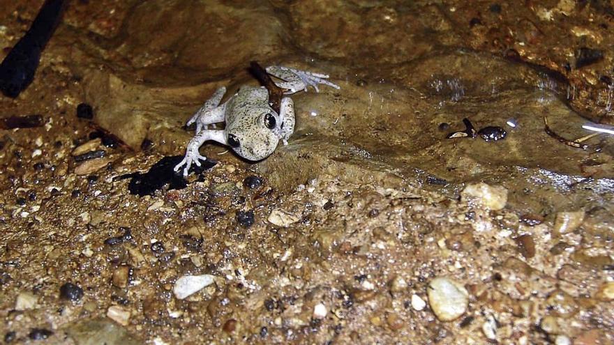 El ferreret, un anfibio muy mallorquín