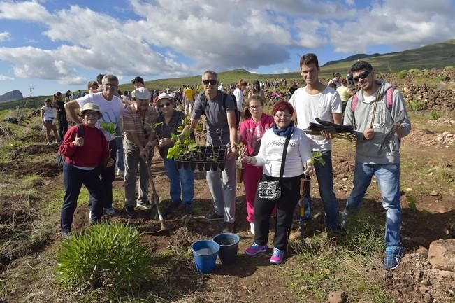 Celebración insular del día del árbol, en la ...