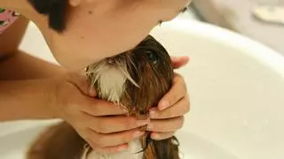 Los peligros de los besos de los perros