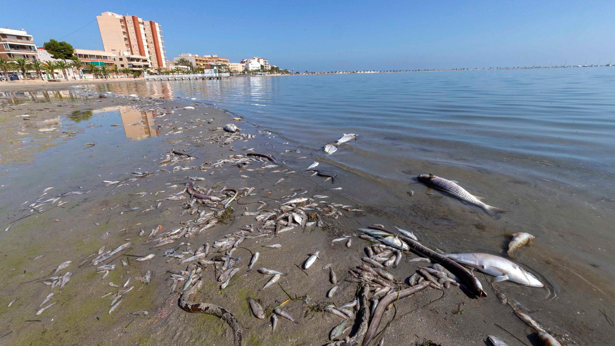 Decenas de peces muertos en playas del Mar Menor, en San Pedro del Pinatar (Región de Murcia).